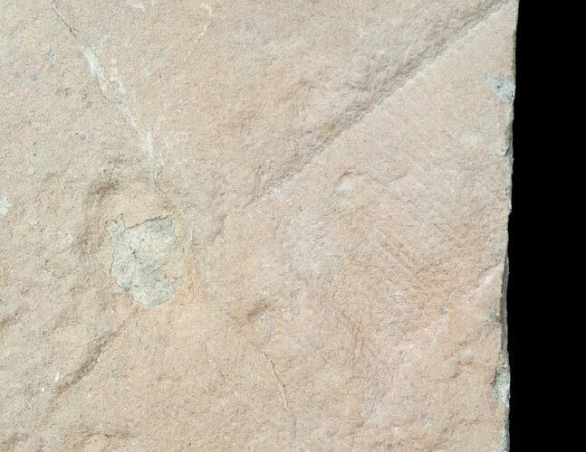Rare Fossil Reptile Skin Impression - Green River Formation #12260